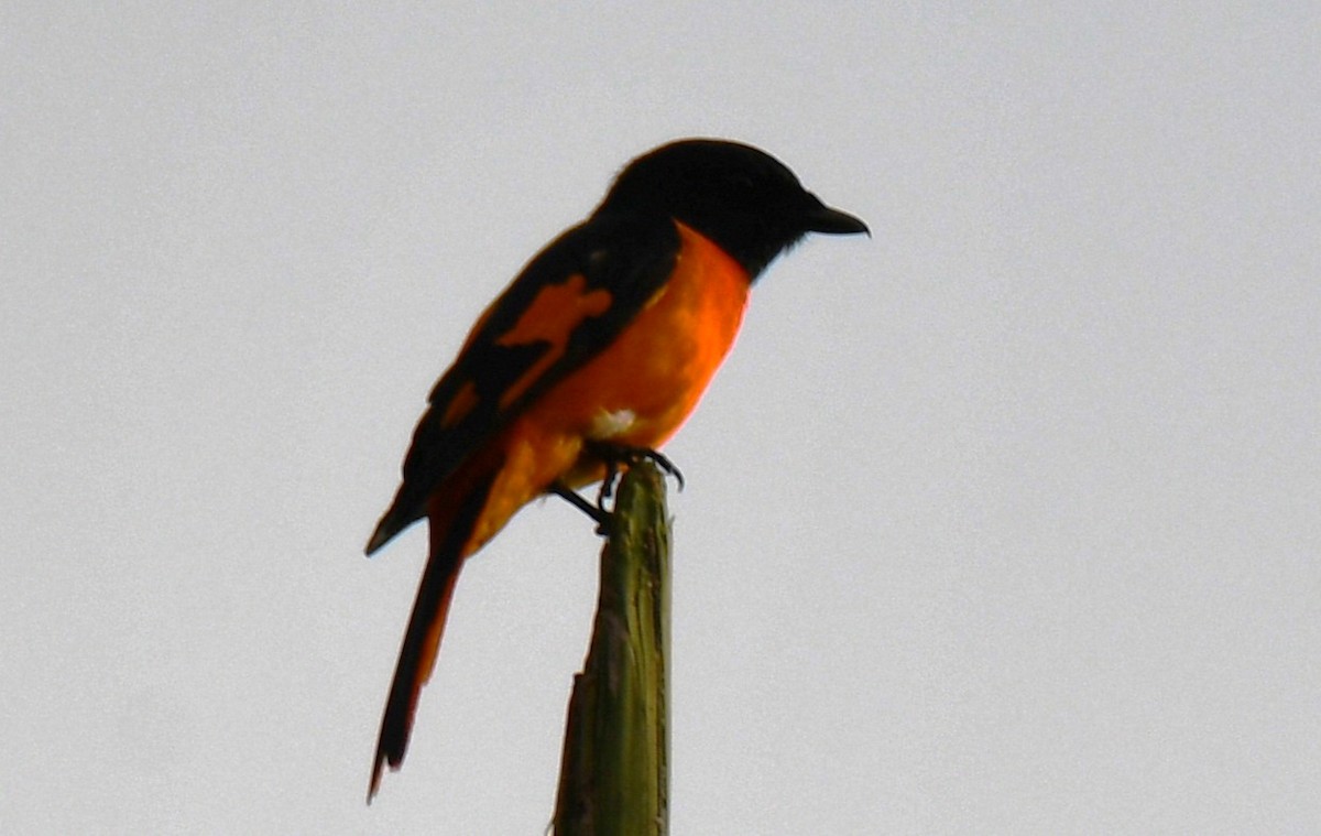 Minivet Naranja - ML646508419