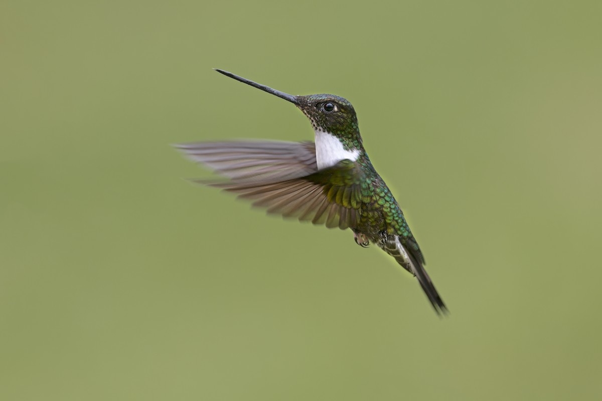 Collared Inca - ML646508420