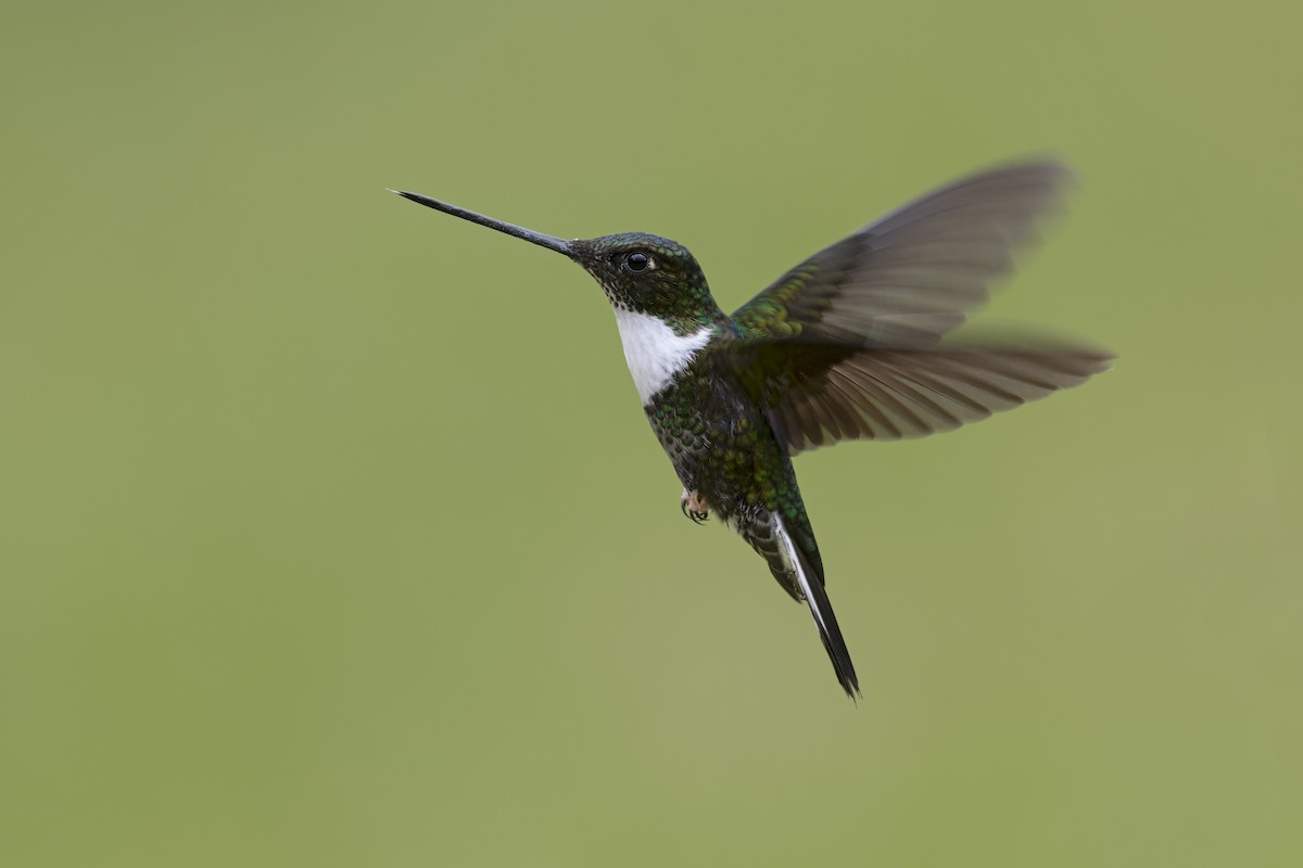 Collared Inca - ML646508421