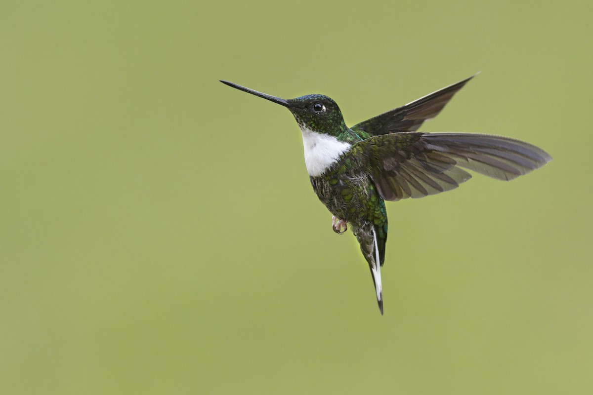 Collared Inca - ML646508422