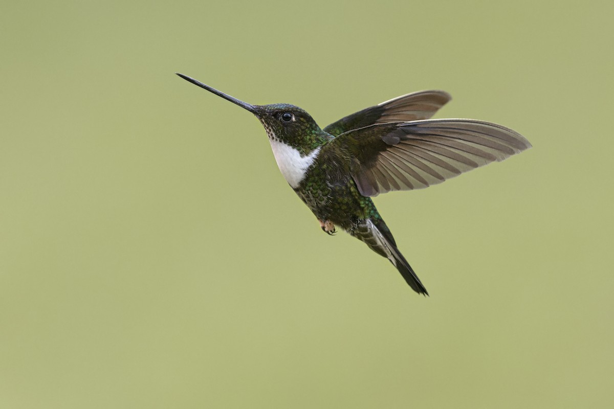 Collared Inca - ML646508426