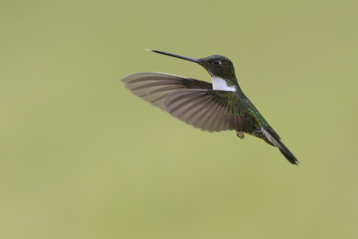 Collared Inca - ML646508427