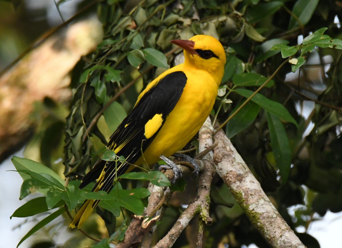 Oropéndola India - ML646508428