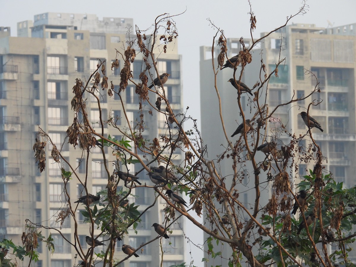 Rosy Starling - ML646508430