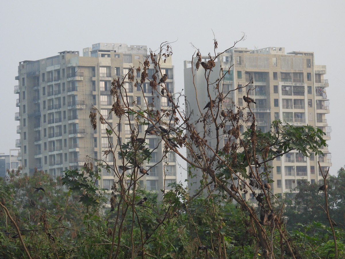 Rosy Starling - ML646508431