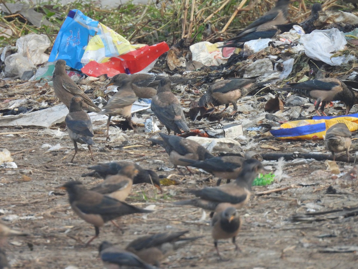 Rosy Starling - ML646508432