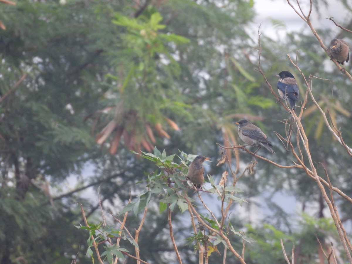 Rosy Starling - ML646508433