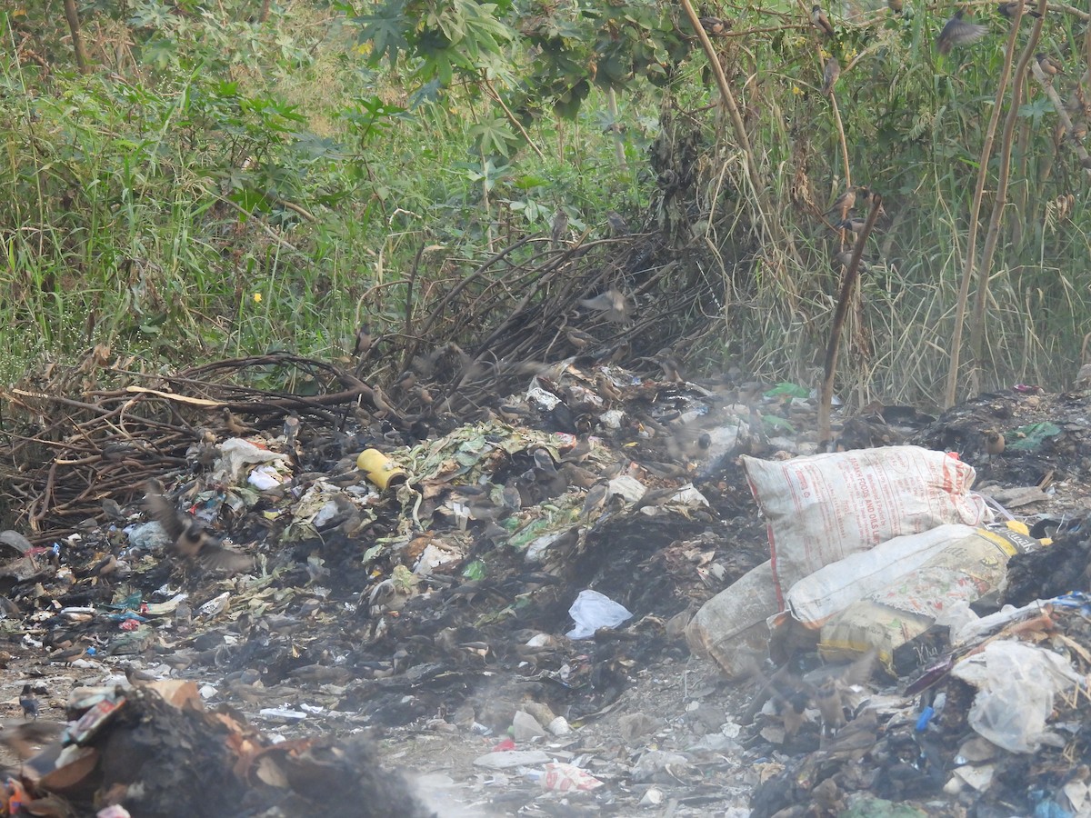 Rosy Starling - ML646508434