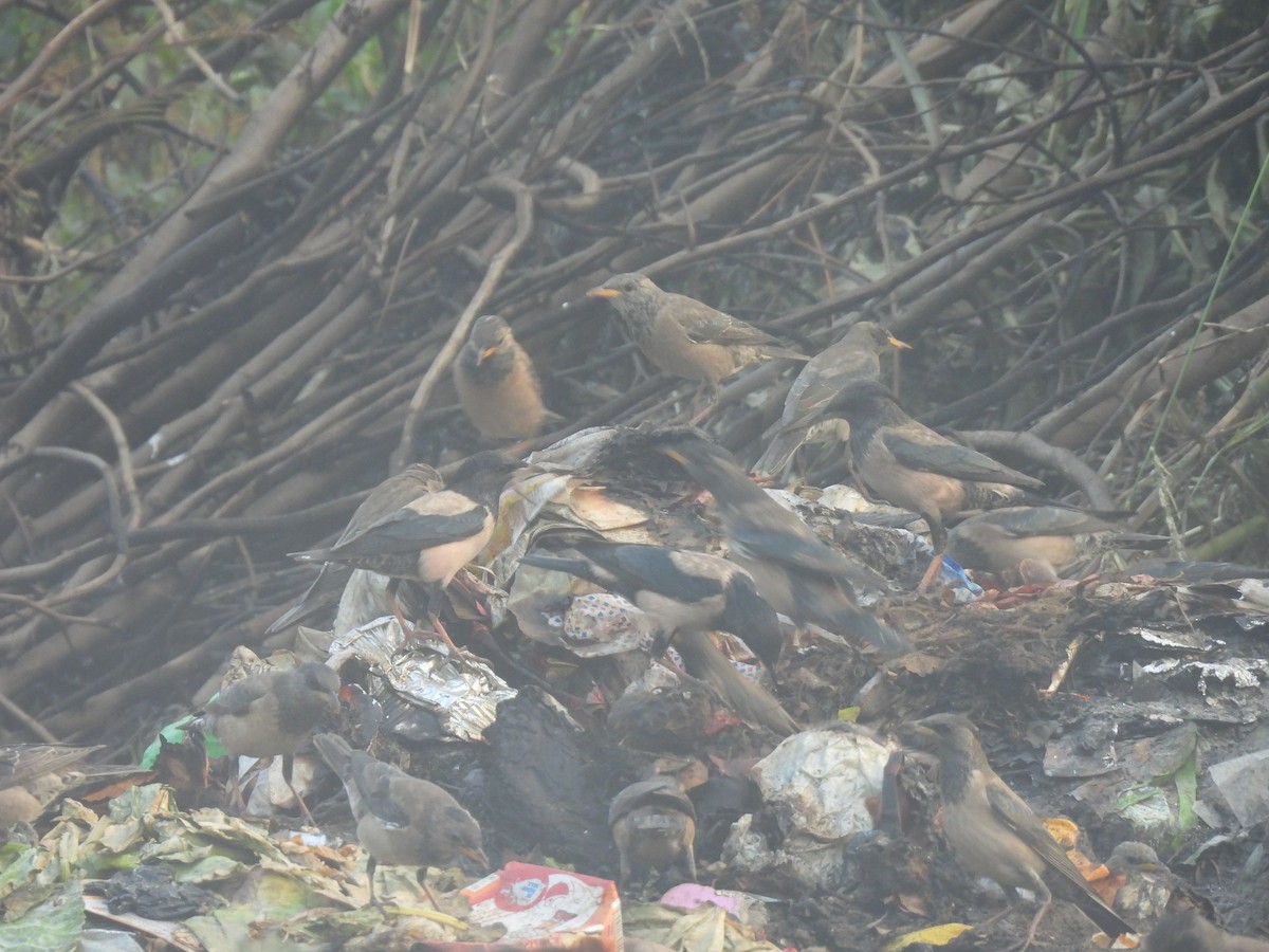 Rosy Starling - ML646508435