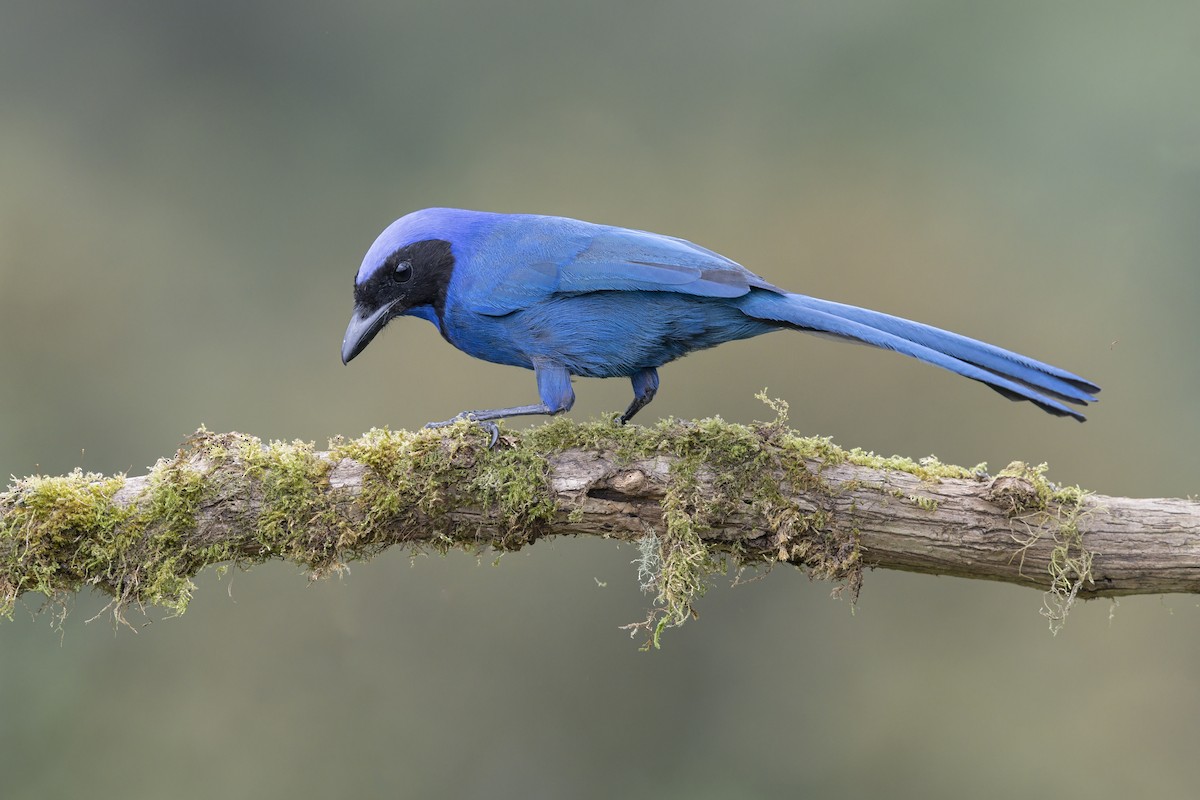 Black-collared Jay - ML646508436