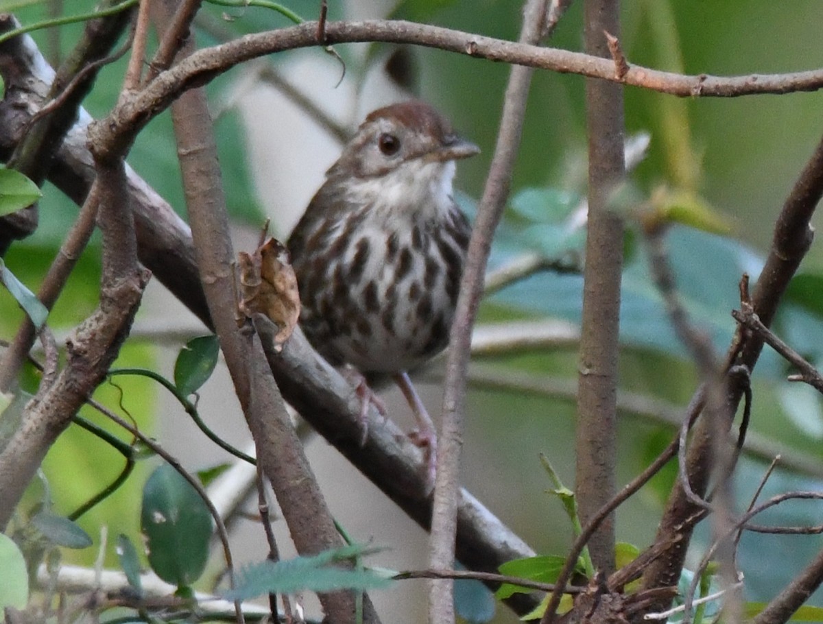 Tordina Pechiestriada - ML646508439