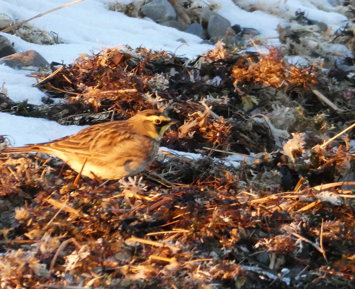 Horned Lark - ML646508440
