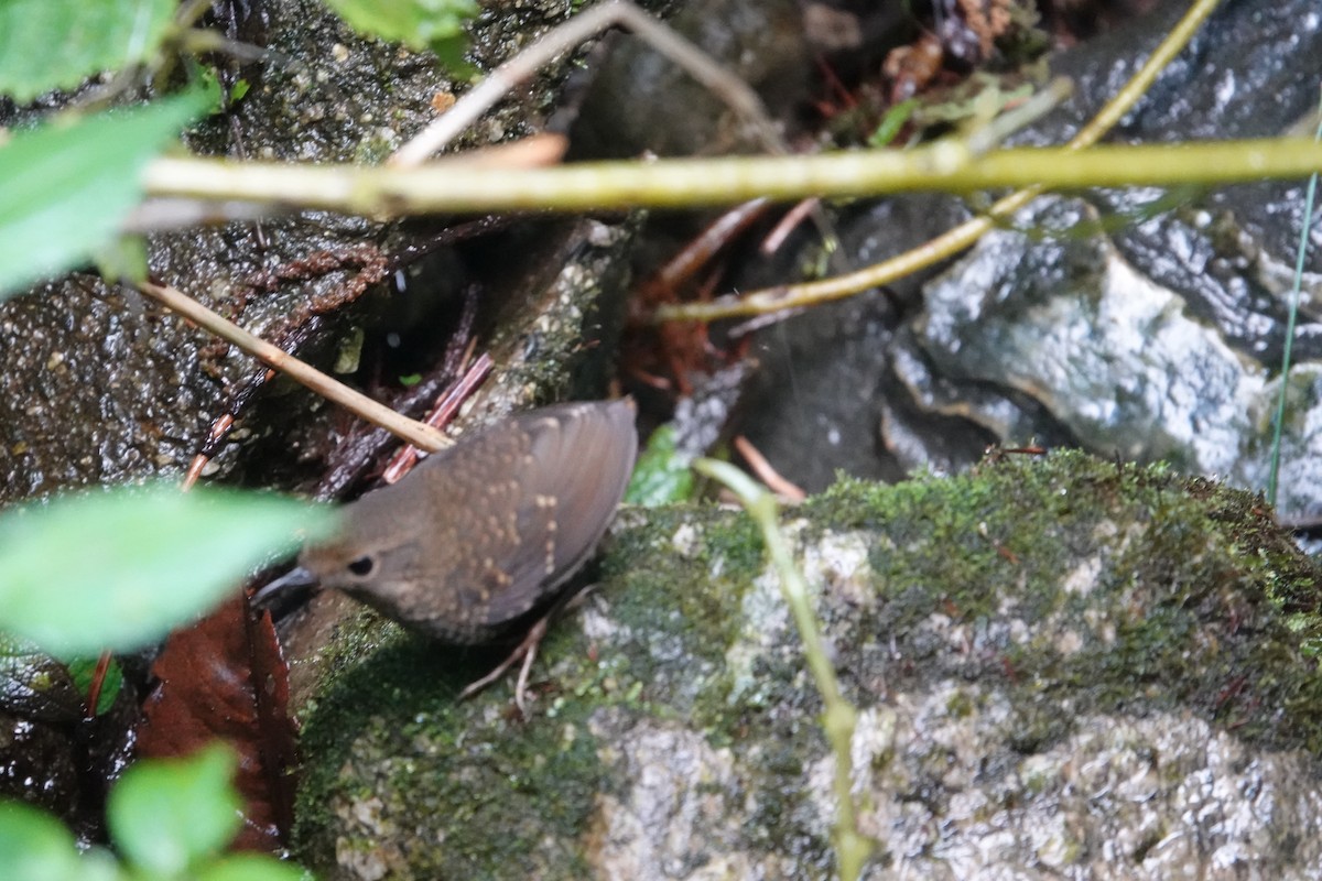 Pygmy Cupwing - ML646508441