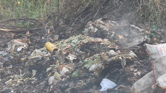 Шпак рожевий - ML646508442