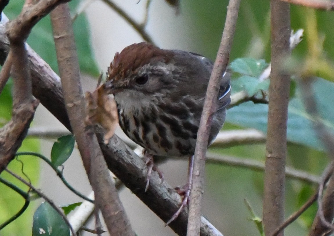 Puff-throated Babbler - ML646508443