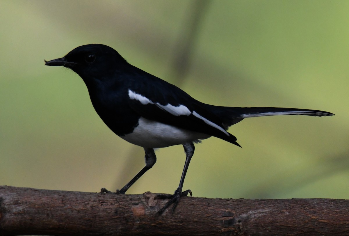 鵲鴝 - ML646508444