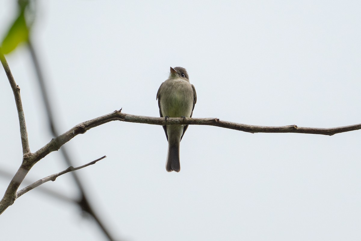 Northern Tropical Pewee - ML646508445