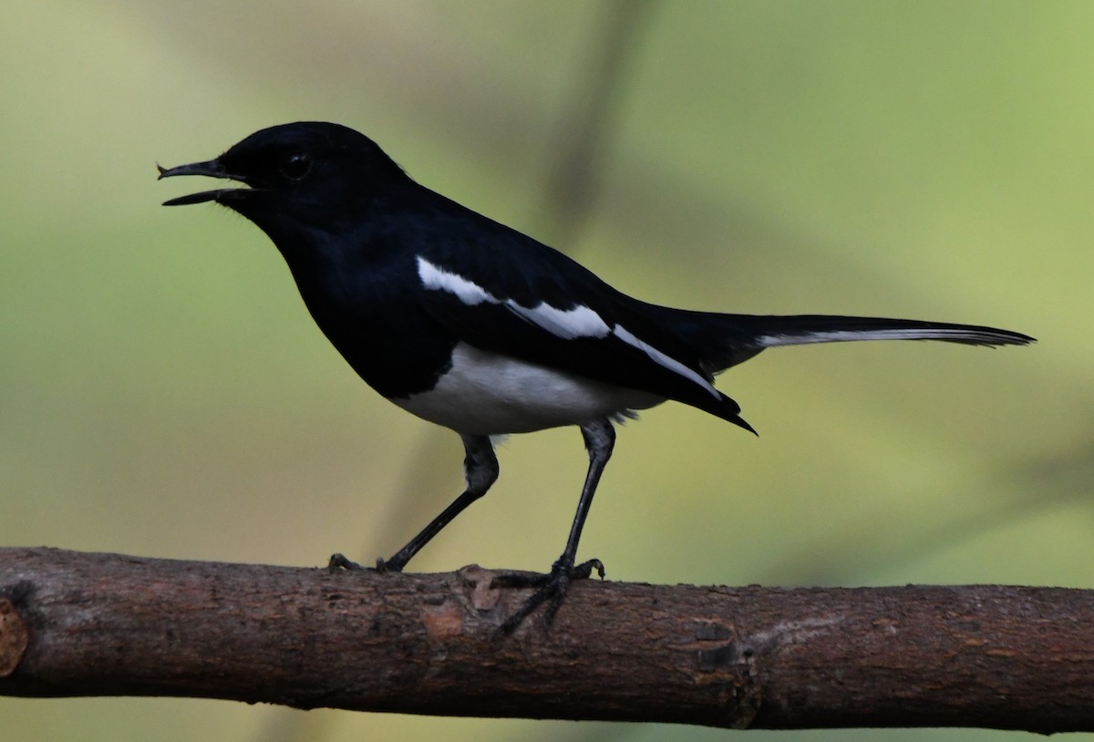 鵲鴝 - ML646508446