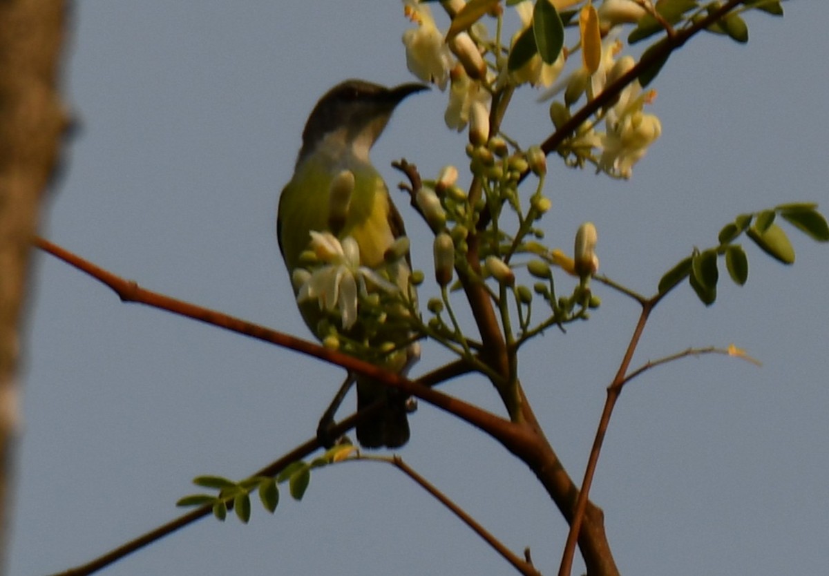 Purple-rumped Sunbird - ML646508448