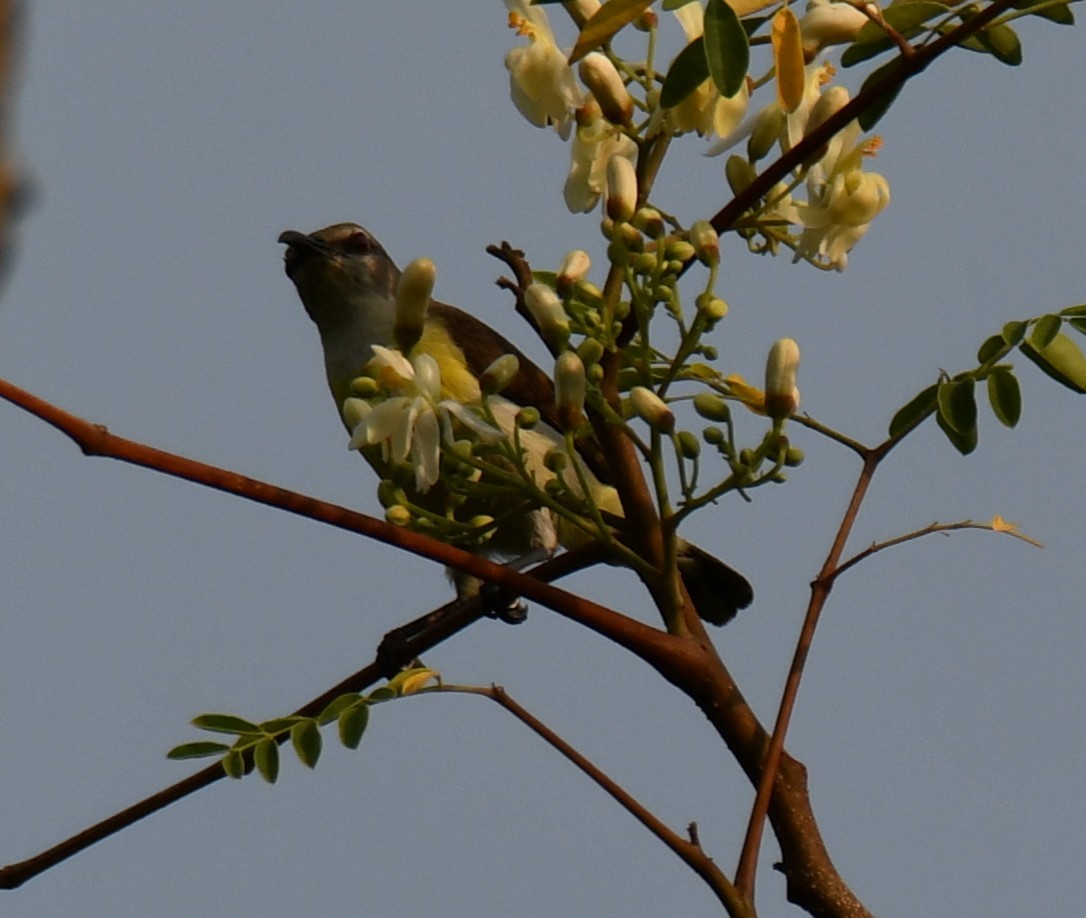 Purple-rumped Sunbird - ML646508449
