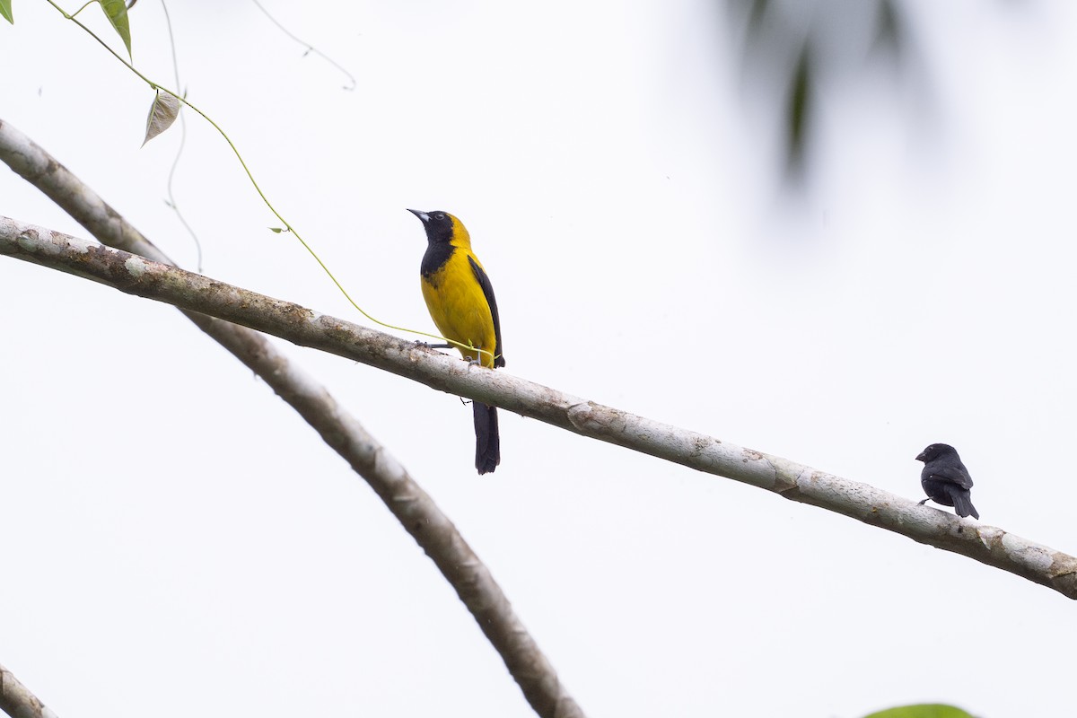 Black-cowled Oriole - ML646508452