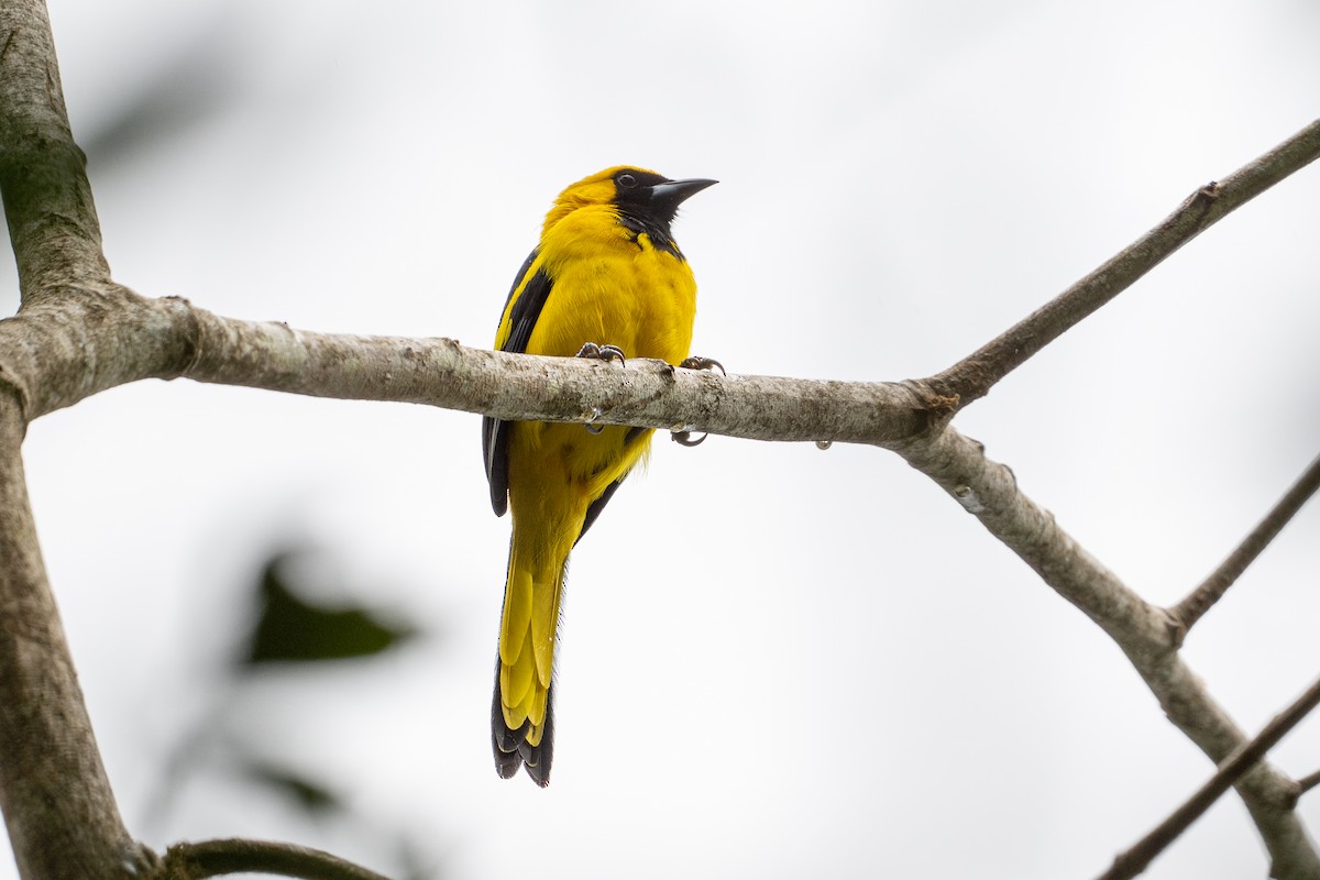 Yellow-tailed Oriole - ML646508453