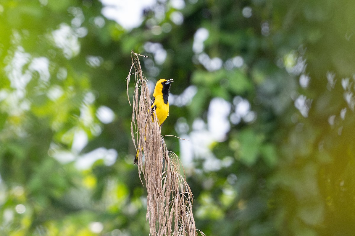 Yellow-tailed Oriole - ML646508454