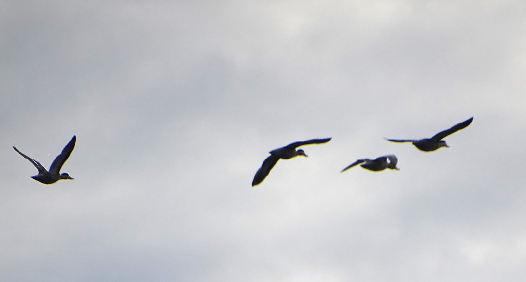 Silver Teal - ML646508455