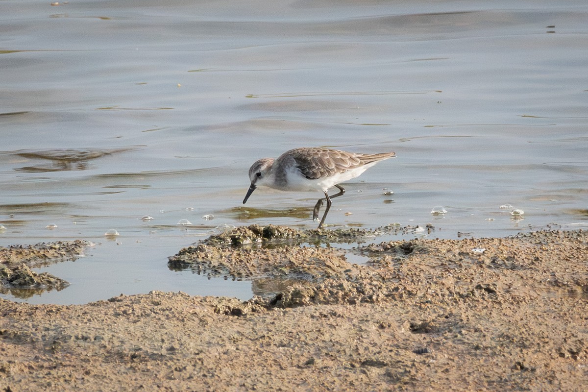 小濱鷸 - ML646508456