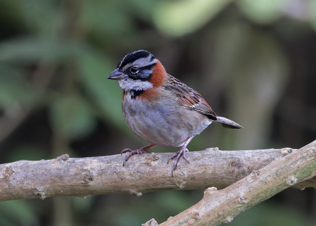 Rufous-collared Sparrow - ML646508457