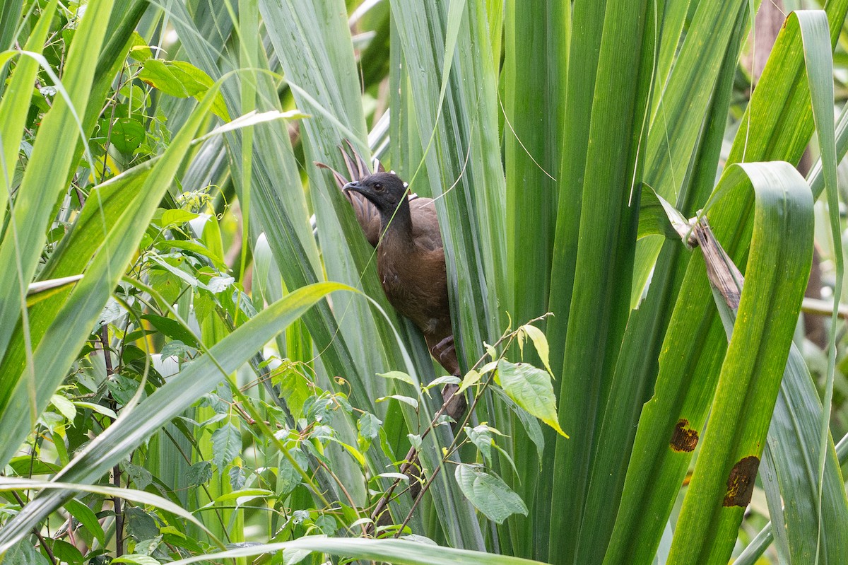 Plain Chachalaca - ML646508458