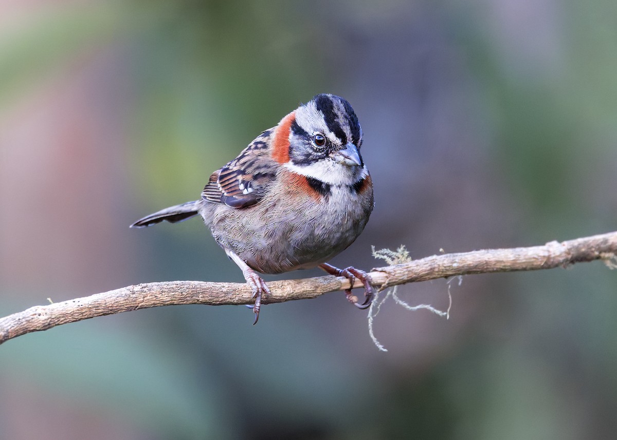Rufous-collared Sparrow - ML646508459