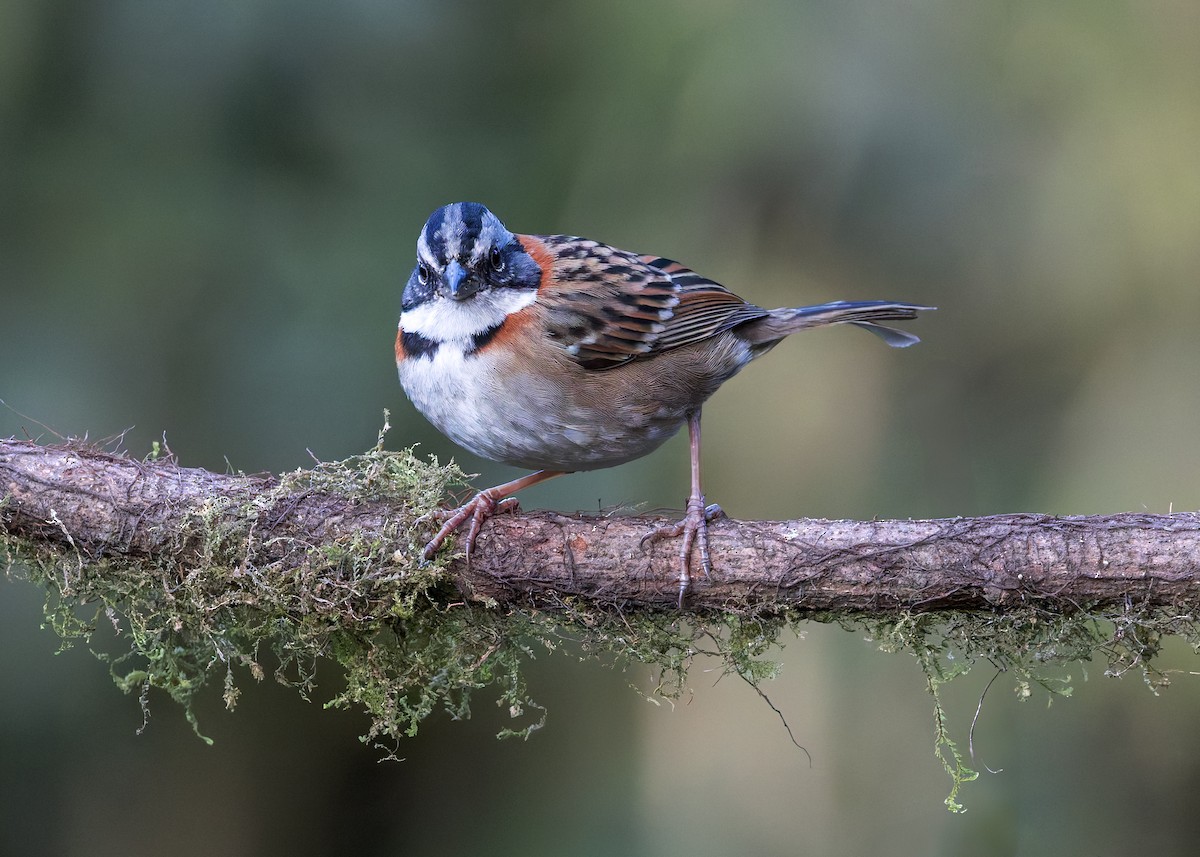 Rufous-collared Sparrow - ML646508460