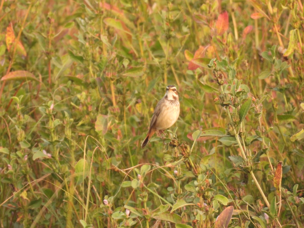 藍喉鴝 - ML646508462