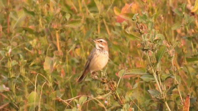 藍喉鴝 - ML646508464