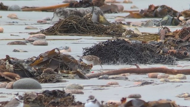 Bécasseau à poitrine cendrée - ML646508466