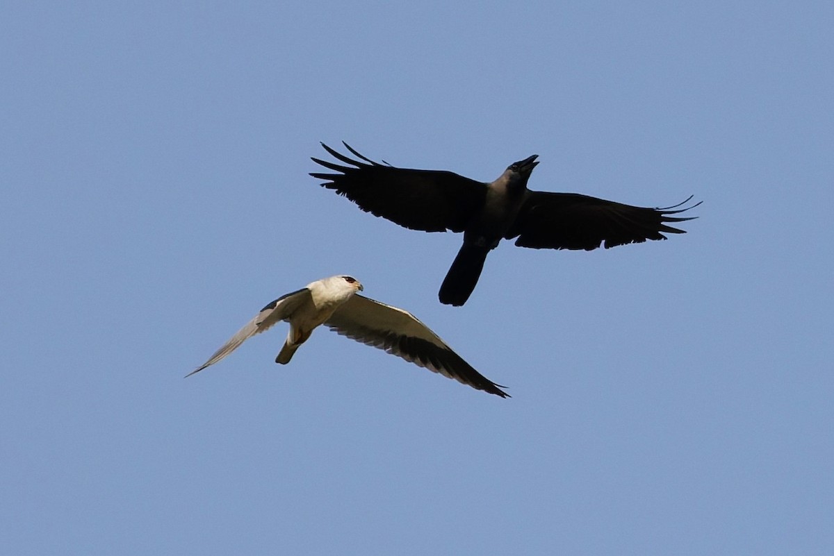 Élanion blanc - ML646508468