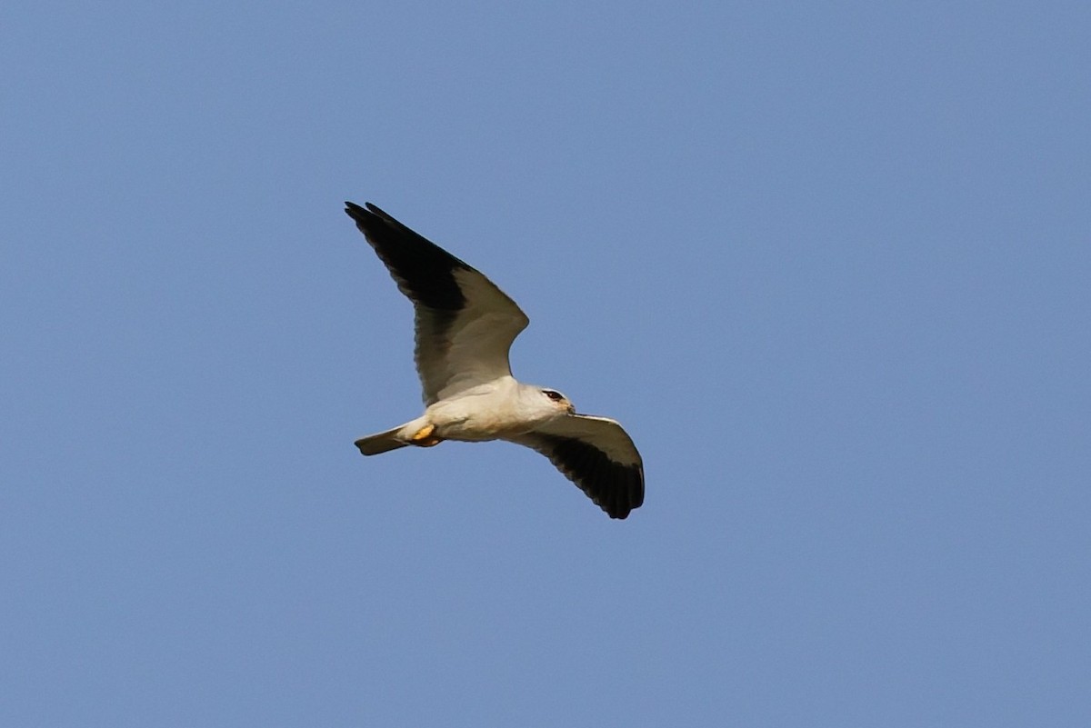 黑翅鳶 - ML646508469