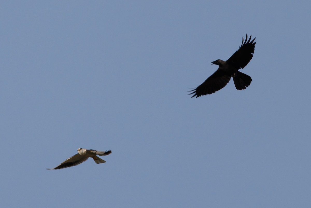 黑翅鳶 - ML646508471