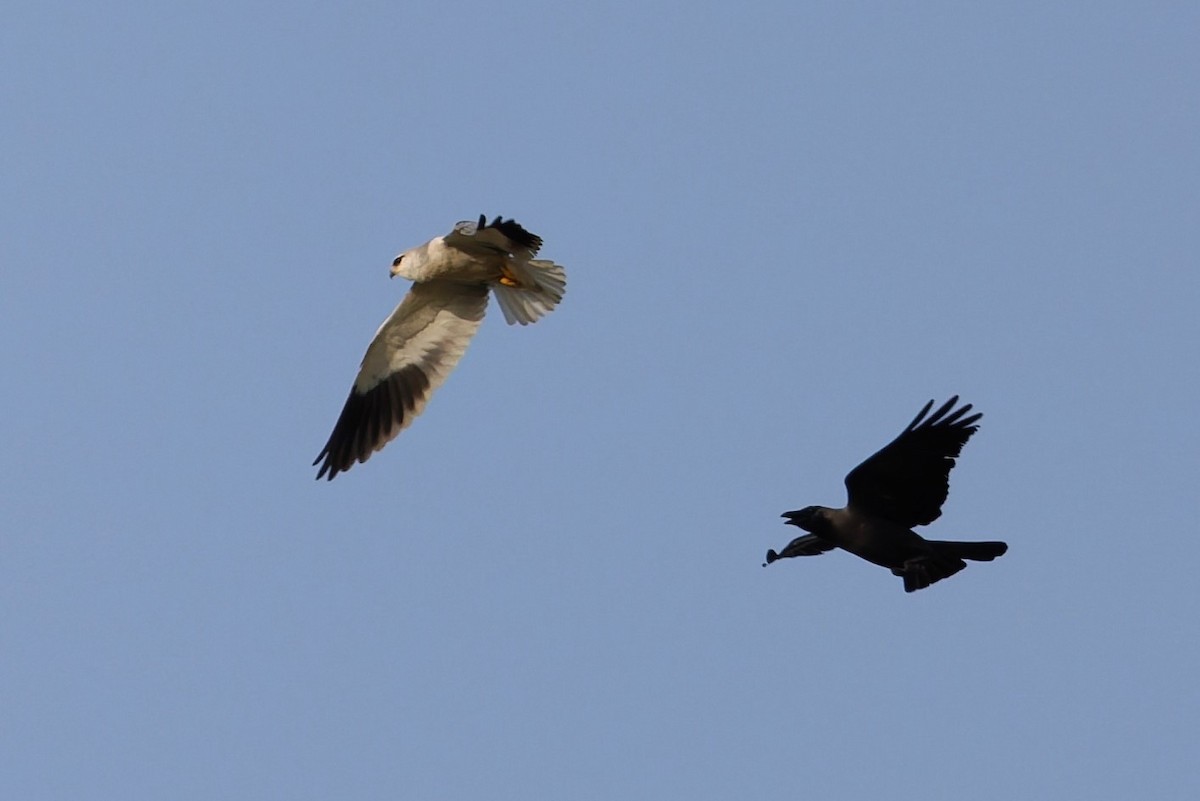 黑翅鳶 - ML646508473