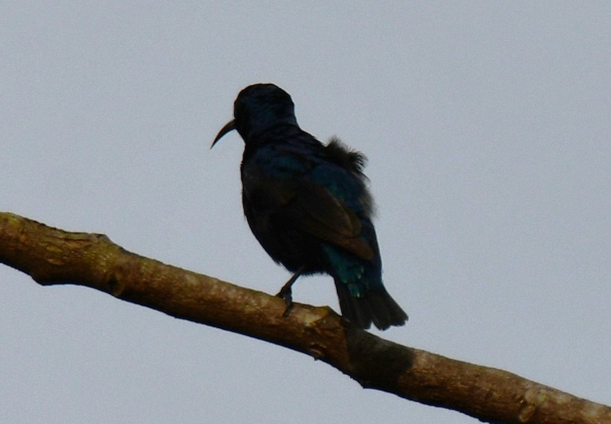 Souimanga asiatique - ML646508477