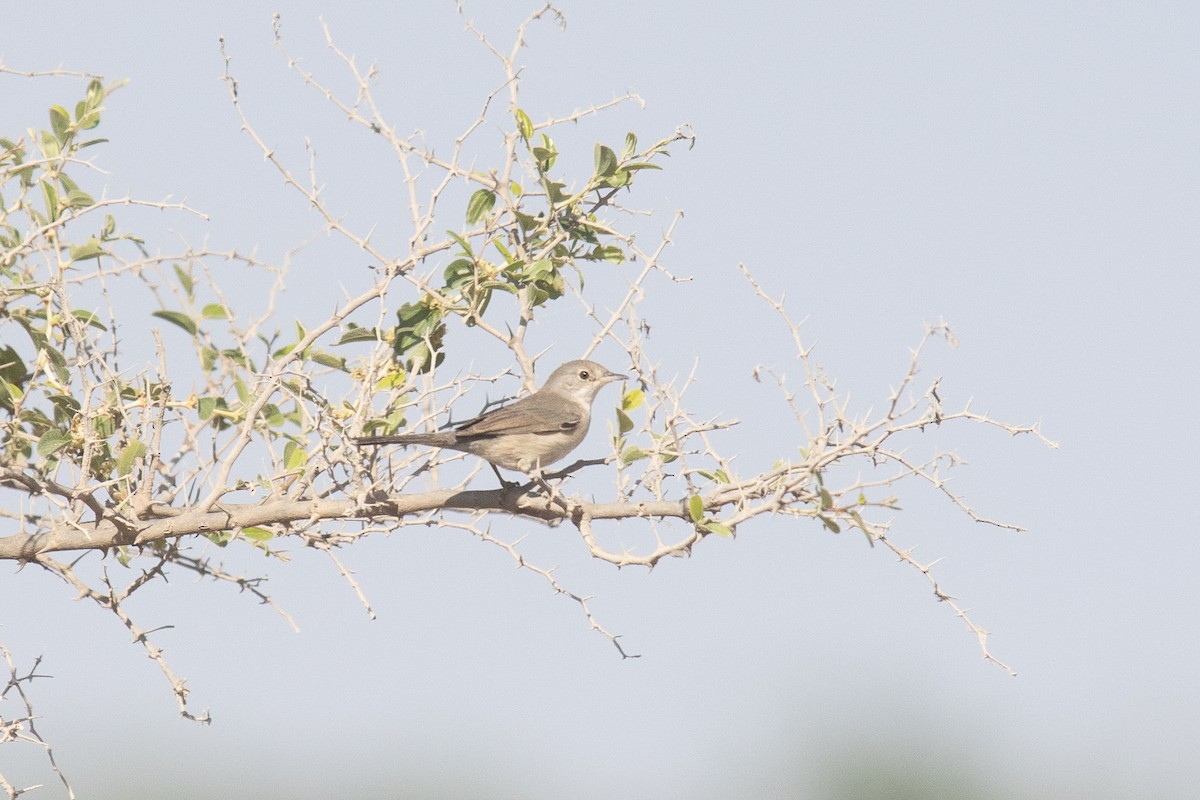 Fauvette de Ménétries - ML646508478