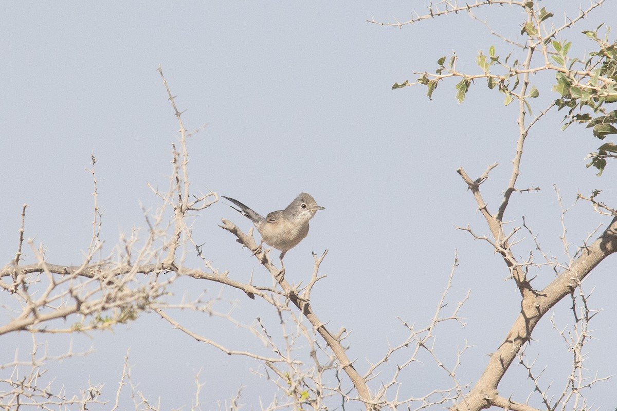 Fauvette de Ménétries - ML646508479