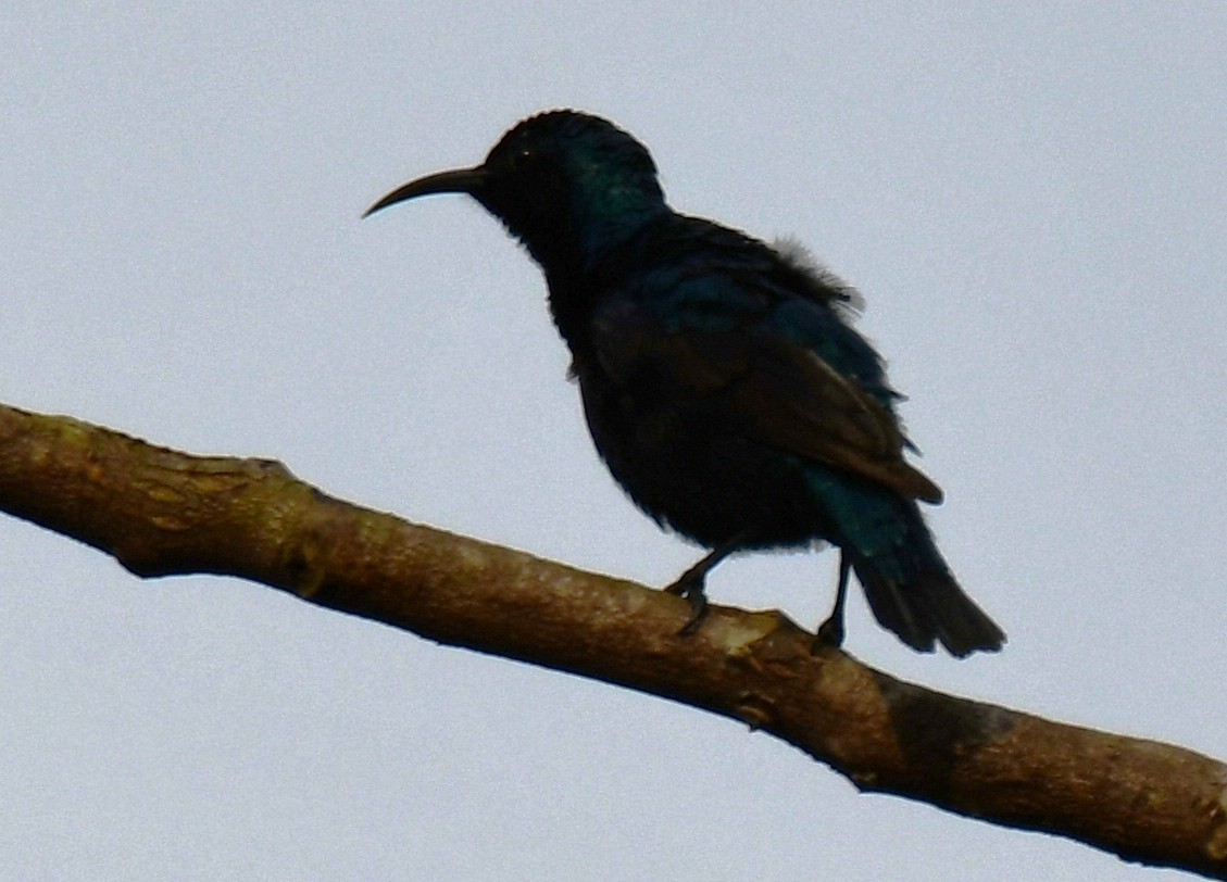 Souimanga asiatique - ML646508480