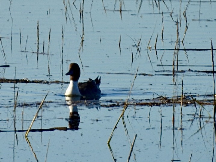 Canard pilet - ML646508481