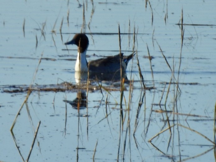 Canard pilet - ML646508482