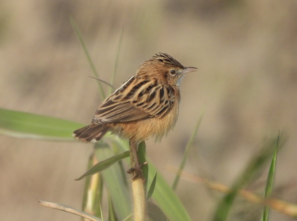 Cisticole des joncs - ML646508483