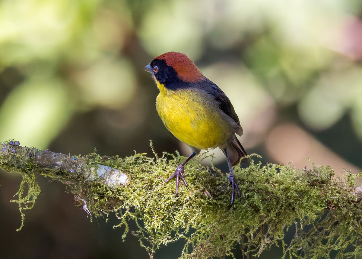 Tohi à miroir - ML646508484