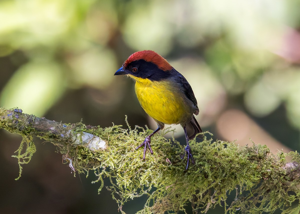 Tohi à miroir - ML646508485