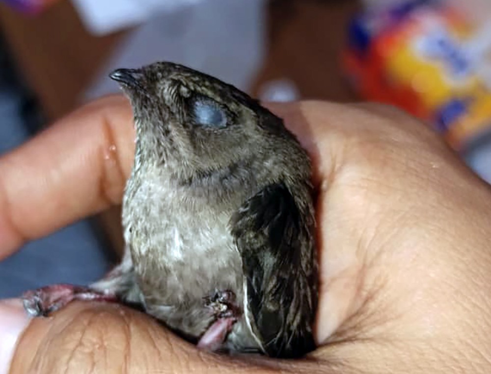 Salangane de Beavan - ML646508486